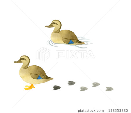 綠頭鴨雌性套裝 - 可愛輕鬆的手繪水彩插畫素材 綠頭鴨雌性套裝 - 可愛輕鬆的手繪水彩插畫素材 138353880