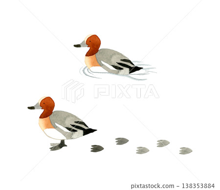 一組雄性歐亞赤頸鴨-可愛、奇特、手繪水彩動物插畫。 一組雄性歐亞赤頸鴨-可愛、奇特、手繪水彩動物插畫。 138353884