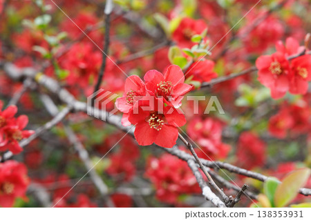 Japanese quince in full bloom Japanese quince in full bloom 138353931
