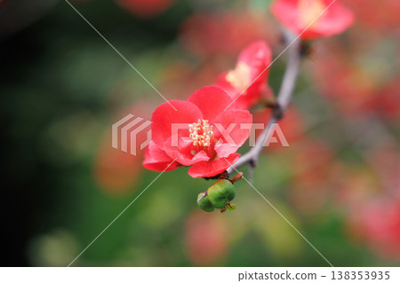 Japanese quince in full bloom Japanese quince in full bloom 138353935