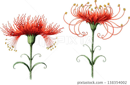 Watercolor Illustration of Red Spider Lily Flowers Watercolor Illustration of Red Spider Lily Flowers 138354002