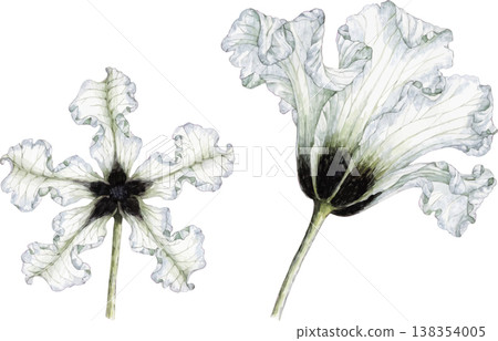 Watercolor Illustration of White Ruffled Flowers-插圖素材 [138354005] - PIXTA圖庫