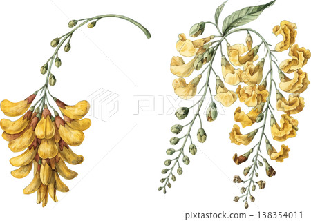 Watercolor Illustration of Yellow Laburnum Flowers Watercolor Illustration of Yellow Laburnum Flowers 138354011