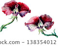 Watercolor Illustration of Two Vibrant Red Petunia Flowers 138354012