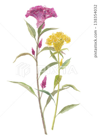 雞冠花的水彩畫 138354032