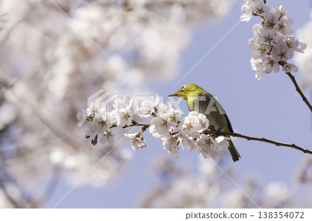 Cherry blossoms in full bloom and Japanese white-eyes – a scene that evokes the arrival of spring. Cherry blossoms in full bloom and Japanese white-eyes – a scene that evokes the arrival of spring. 138354072