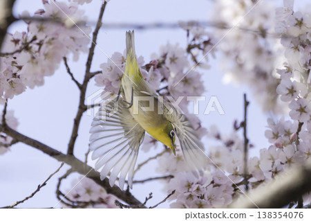 Cherry blossoms in full bloom and Japanese white-eyes – a scene that evokes the arrival of spring. Cherry blossoms in full bloom and Japanese white-eyes – a scene that evokes the arrival of spring. 138354076