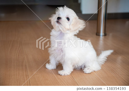 一隻馬爾濟斯犬用眼神懇求和它玩耍。 138354193