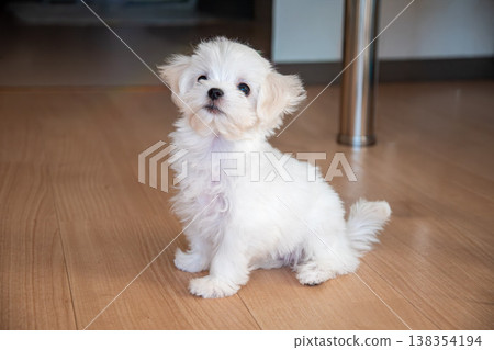 一隻馬爾濟斯犬用眼神懇求和它玩耍。 138354194