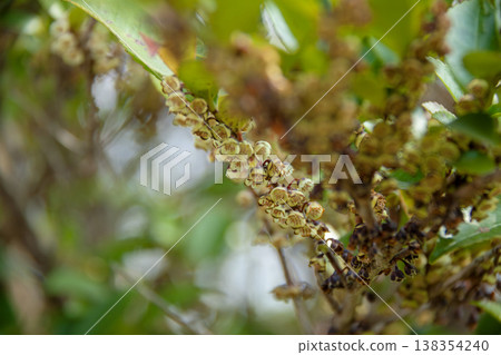 Eurya japonica covered in many flowers Eurya japonica covered in many flowers 138354240