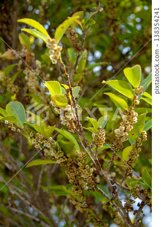 Eurya japonica covered in many flowers Eurya japonica covered in many flowers 138354241