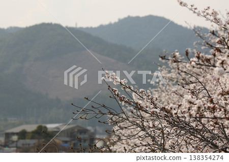 櫻花和船形燈籠 櫻花和船形燈籠 138354274
