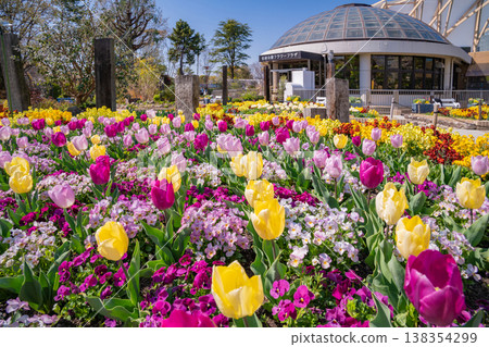 春天的名城公園：名城公園花卉廣場，花朵盛開（愛知縣名古屋市） 138354299