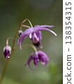 Tokiwaikarisou, a species endemic to Japan 138354315