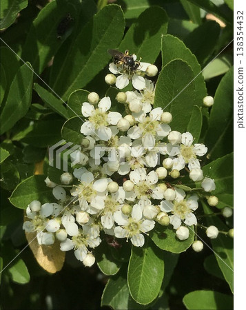 Piracansa flowers Piracansa flowers 138354432