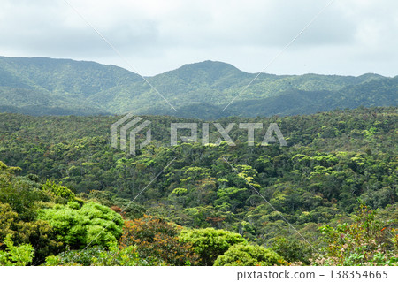 The forests and mountains of Yanbaru 138354665