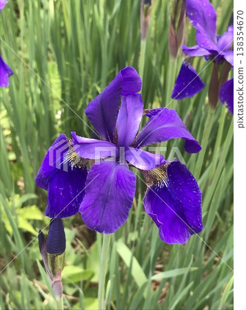 Iris flower 138354670
