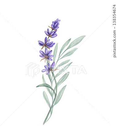 Lavender branch, green leaves bouquet watercolor illustration on isolated background. Field blooming purple flowers clip art. Mediterranean herbs for invitation, aromatherapy product packaging Lavender branch, green leaves bouquet watercolor illustration on isolated background. Field blooming purple flowers clip art. Mediterranean herbs for invitation, aromatherapy product packaging 138354674