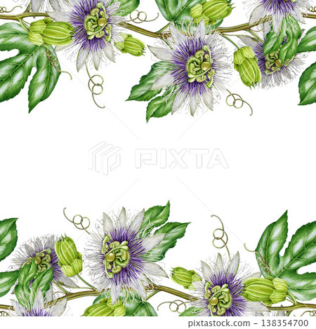 Passiflora plant seamless border decor element. Hand drawn passion flower plant vintage style watercolor illustration. Passiflora flowers with leaves seamless border decoration on white background Passiflora plant seamless border decor element. Hand drawn passion flower plant vintage style watercolor illustration. Passiflora flowers with leaves seamless border decoration on white background 138354700