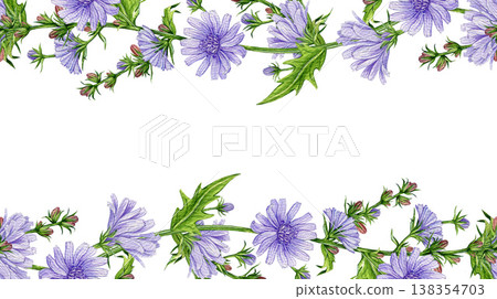 Blooming chicory flowers seamless border decoration element watercolor illustration. Hand drawn Cichorium intybus medicinal plant on white background. Chicory meadow wildflower border decor design Blooming chicory flowers seamless border decoration element watercolor illustration. Hand drawn Cichorium intybus medicinal plant on white background. Chicory meadow wildflower border decor design 138354703