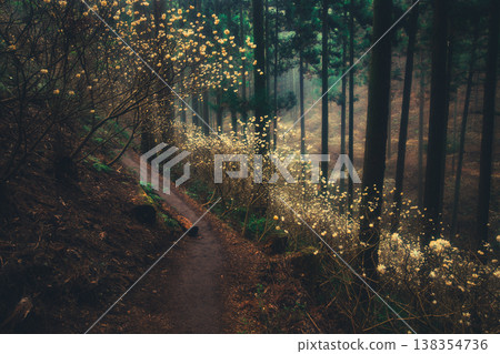 一叢奇特的白千層植物 138354736