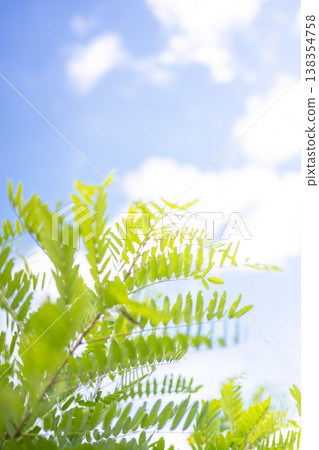 夏日的草和清爽的夏日天空,蒜山高原 夏日的草和清爽的夏日天空,蒜山高原 138354758