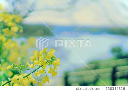 沿海盛開的油菜花，構成了一幅春日海岸風光。 138354816