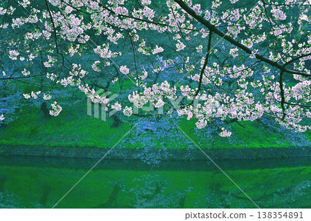 Chidorigafuchi in the early morning, with cherry blossoms in full bloom. 138354891