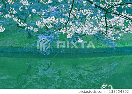 清晨的千鳥淵，櫻花盛開。 138354892