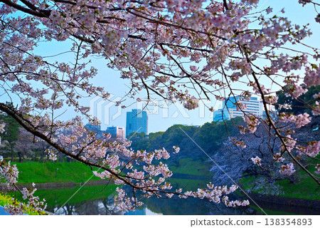 清晨的千鳥淵,櫻花盛開。 清晨的千鳥淵,櫻花盛開。 138354893