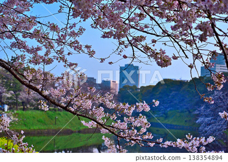 清晨的千鳥淵，櫻花盛開。 138354894