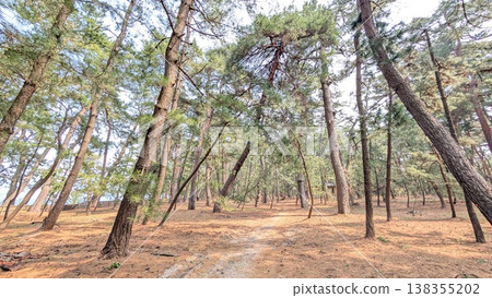 福井縣敦賀市 Kehi no Matsubara 138355202