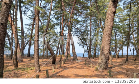 福井縣敦賀市 Kehi no Matsubara 福井縣敦賀市 Kehi no Matsubara 138355209
