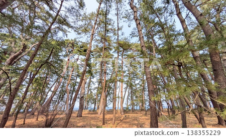 福井縣敦賀市 Kehi no Matsubara 138355229