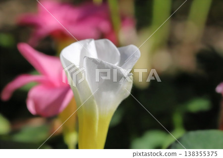 White hibiscus flowers blooming in the garden in early spring 138355375