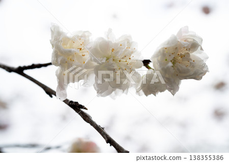White cherry tree 138355386
