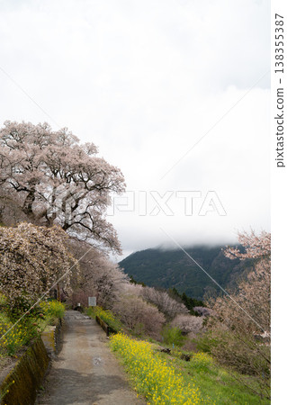 Scenery with cherry blossoms Scenery with cherry blossoms 138355387