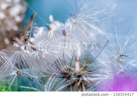 Thistle fluff stands out against the blue sky. Thistle fluff stands out against the blue sky. 138355417