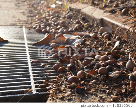 Acorns that fell on the road 138355503