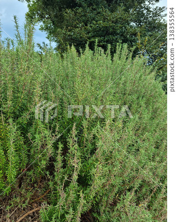 A close up of rosemary. 138355564