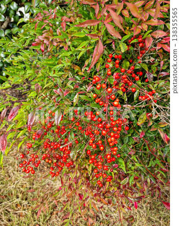 These are red Namcheon berries with raindrops forming on them. 138355565