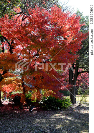 六義園與秋景 - 東京 六義園與秋景 - 東京 138355663