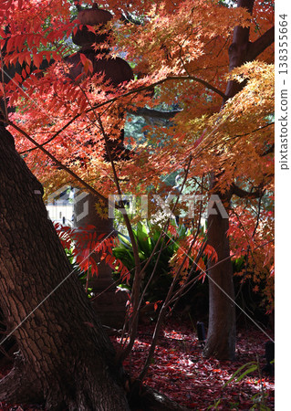 六義園與秋景 - 東京 六義園與秋景 - 東京 138355664