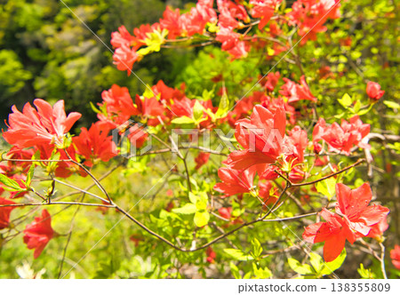 紅杜鵑花 138355809