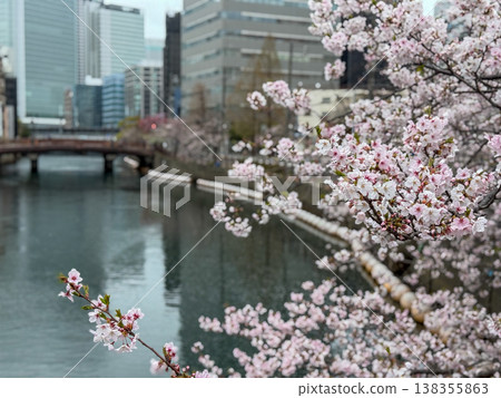 Close-up of beautifully blooming cherry blossoms. March 2026. Yokohama City, Japan. Close-up of beautifully blooming cherry blossoms. March 2026. Yokohama City, Japan. 138355863
