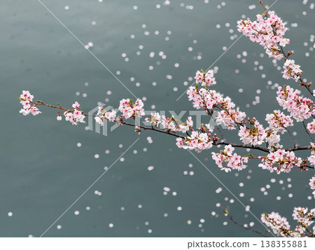 Cherry blossom petals scattering on the water's surface, evoking the atmosphere of spring. March 2026, Yokohama City, Japan. Cherry blossom petals scattering on the water's surface, evoking the atmosphere of spring. March 2026, Yokohama City, Japan. 138355881