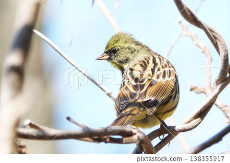 青吉 青吉 138355917