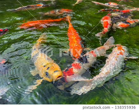 A school of brightly colored koi gracefully swims in a clear pond. March 30, 2026, Tokyo, Japan. A school of brightly colored koi gracefully swims in a clear pond. March 30, 2026, Tokyo, Japan. 138355936