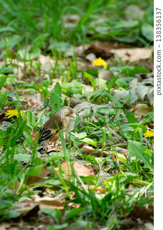 A European greenfinch landed on the ground where dandelions were blooming in spring. A European greenfinch landed on the ground where dandelions were blooming in spring. 138356137