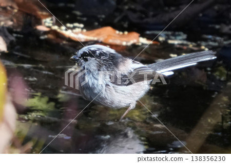Beautiful Long-tailed Tit Beautiful Long-tailed Tit 138356230